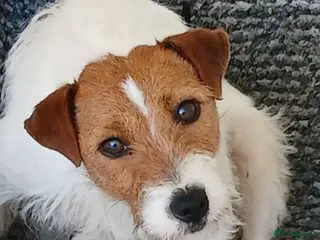 Jack Russell dogs Jack Russell puppies for sale - Advert 4