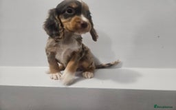 Cocker Spaniel dogs for sale: 5 Girl cocker spaniel puppies - Advert 9