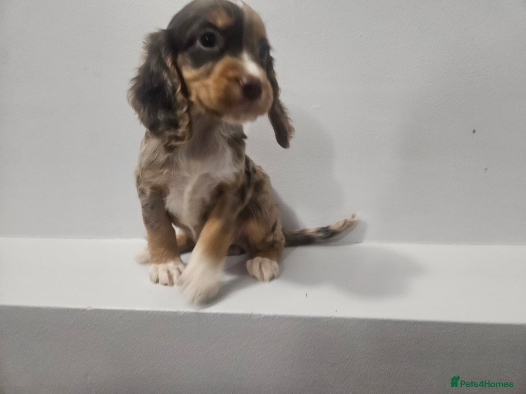 Cocker Spaniel dogs for sale: 5 Girl cocker spaniel puppies - Advert 9
