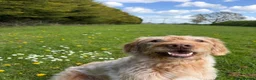 Labradoodle dogs for sale: Henley  - Advert 4