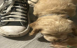 Cockapoo dogs for sale: 5 beautiful cockapoo's - Image 8