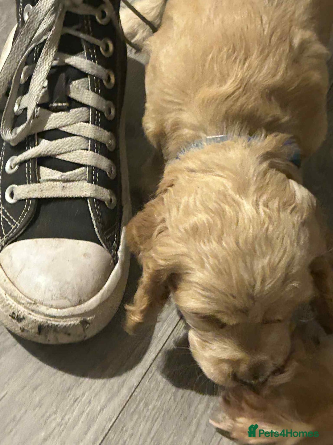 Cockapoo dogs for sale: 5 beautiful cockapoo's - Image 8