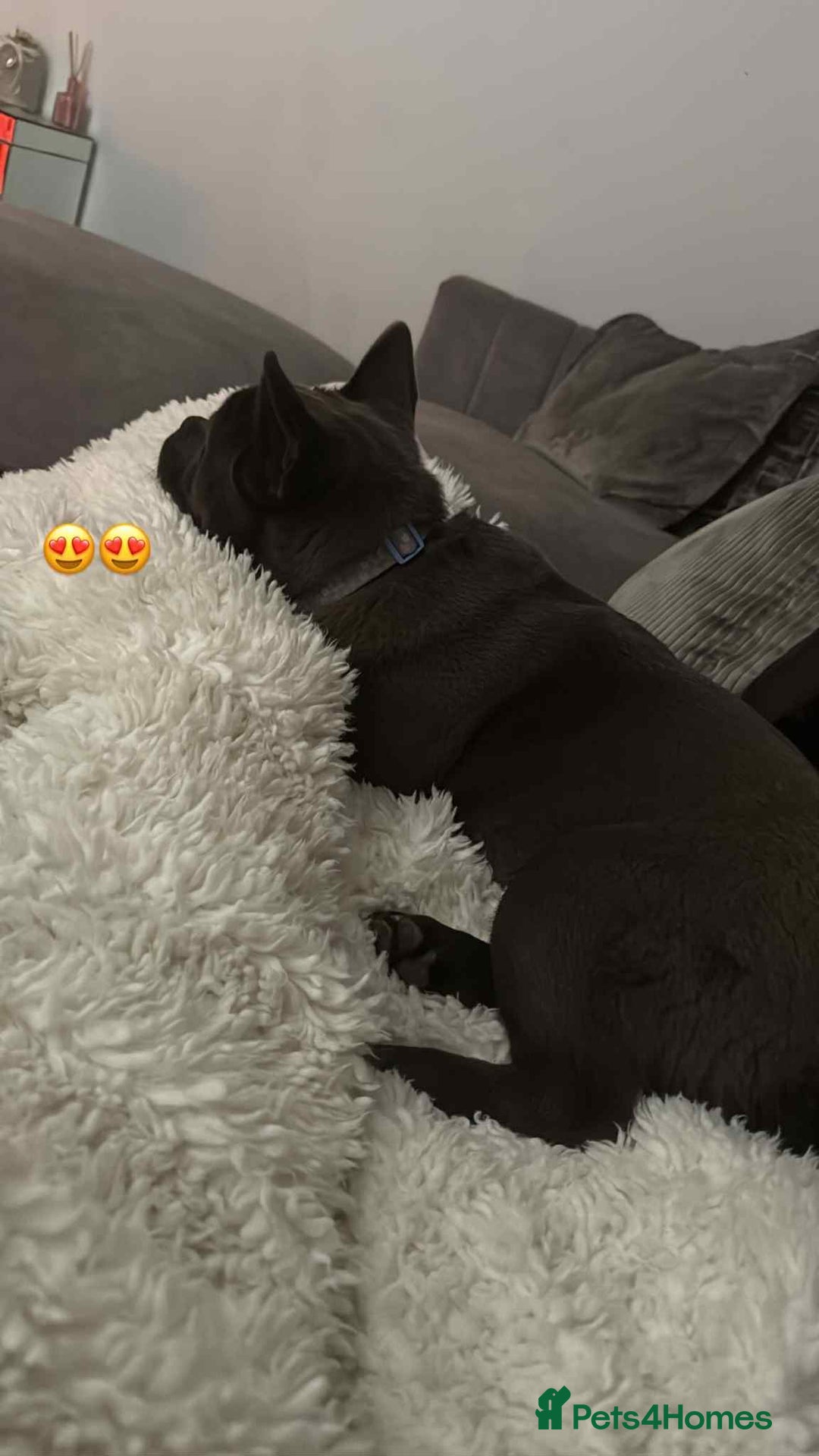 Mixed Breed dogs for sale: 1 year old female  - Image 1