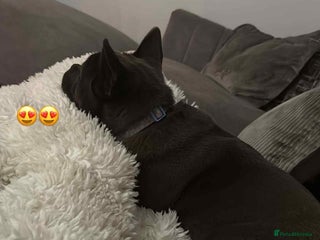 Mixed Breed dogs - Advert 28