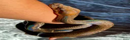 Boa Snake reptiles for sale: Sonoran Leopard Boa - Advert 5