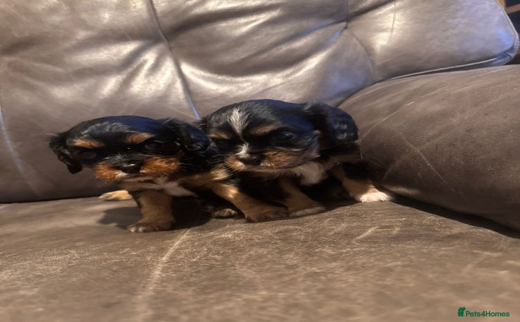 Cavalier King Charles Spaniel dogs - Advert 16