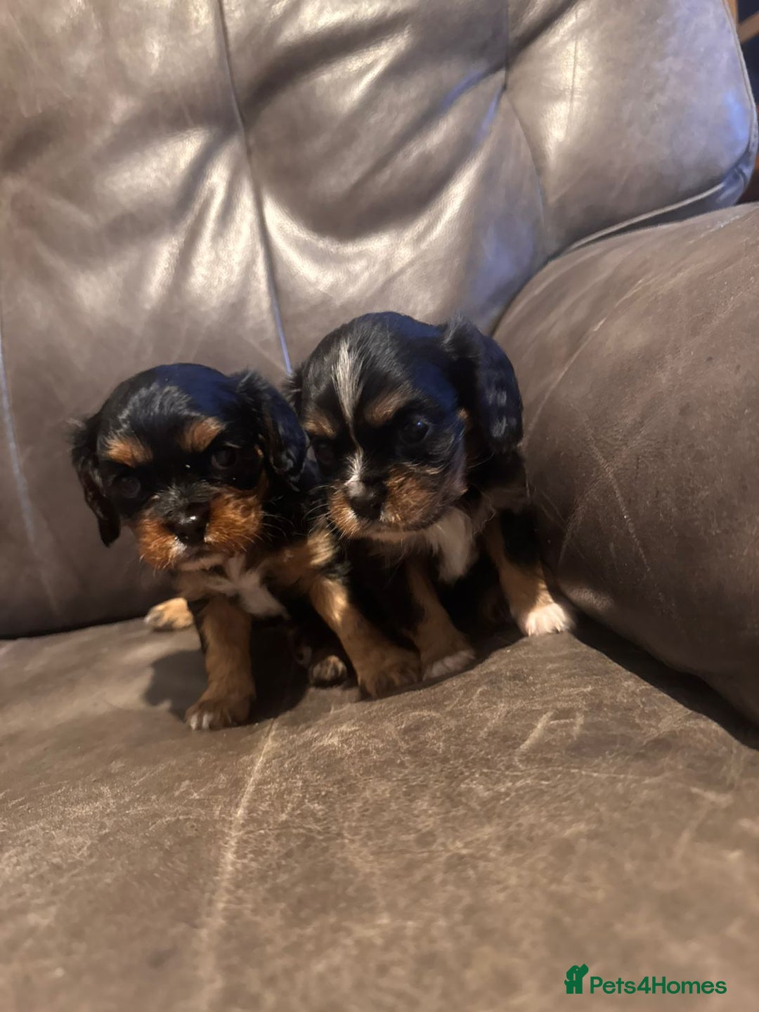 Cavalier King Charles Spaniel dogs for sale: Ready now :) 1 little boy - Image 3