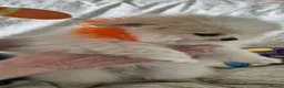 Pomeranian dogs for sale: READY TO MELT YOUR HEART TINYTEDDYBEAR POMERANIAN  - Advert 9