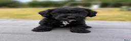 Jackapoo dogs for sale: Jackapoo puppies 🐾 - Advert 8