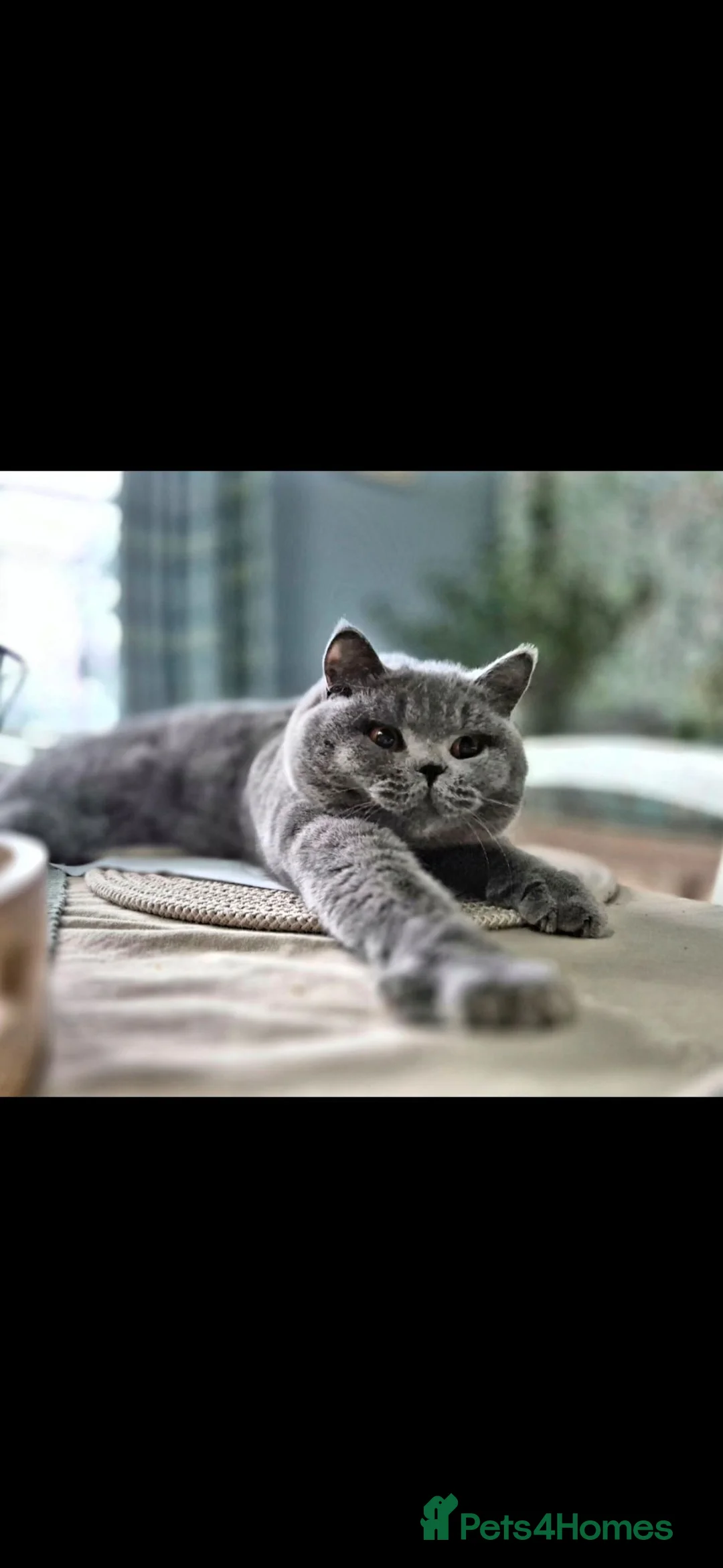 British Shorthair cats for sale: Champion bloodline, Health tested,Pedigree BSH in Milton Keynes - Advert 11