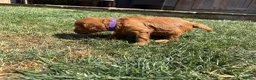 Cavapoo dogs for sale: Cavapoo puppies  - Advert 15