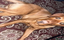 Labrador Retriever dogs for sale: Red fox golden retriever - Image 3