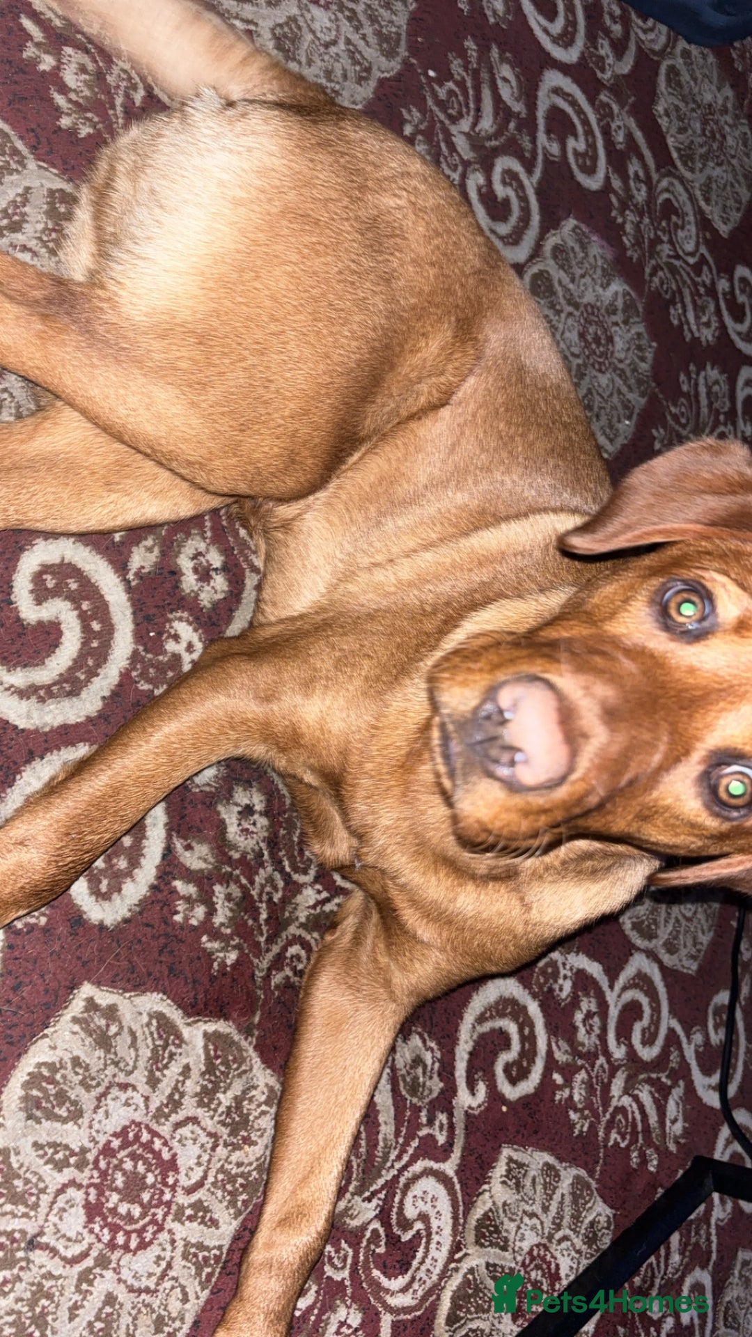 Labrador Retriever dogs for sale: Red fox golden retriever - Image 3