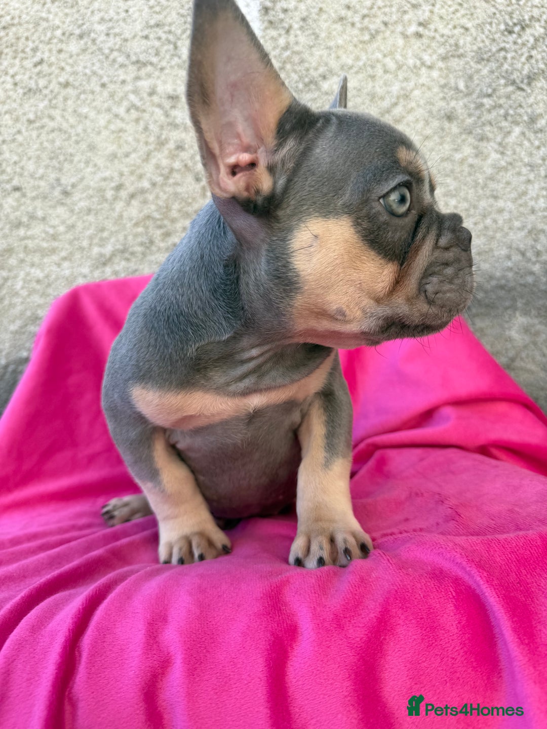 French Bulldog dogs for sale: 🔥READY TODAY Quality KC French Bulldog Puppies✨🔥 - Image 5