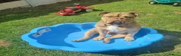 Olde English Bulldogge dogs for sale: Rodney Olde English Bulldogge - Advert 3