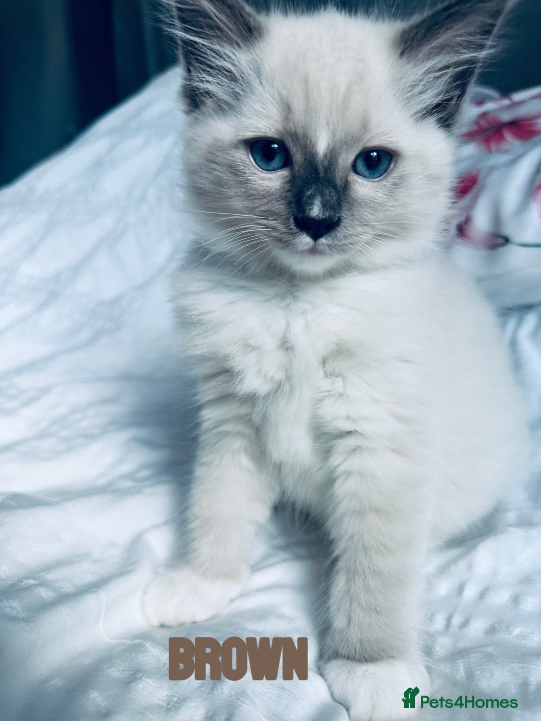 Ragdoll cats for sale: 4 Adorable kittens for sale 🩵🩵 - Image 8