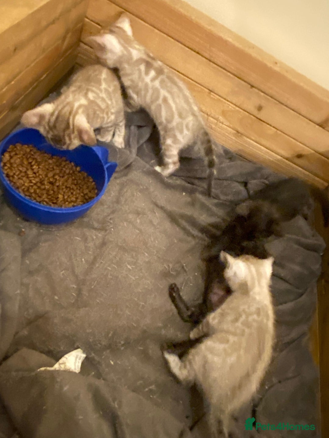 Bengal cats for sale: 🔥✨ Pedigree TICA-Registered Bengal Kittens - Image 19