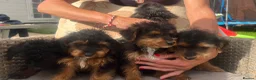 Jackapoo dogs for sale: Beautiful litter of Jackapoos! - Advert 1