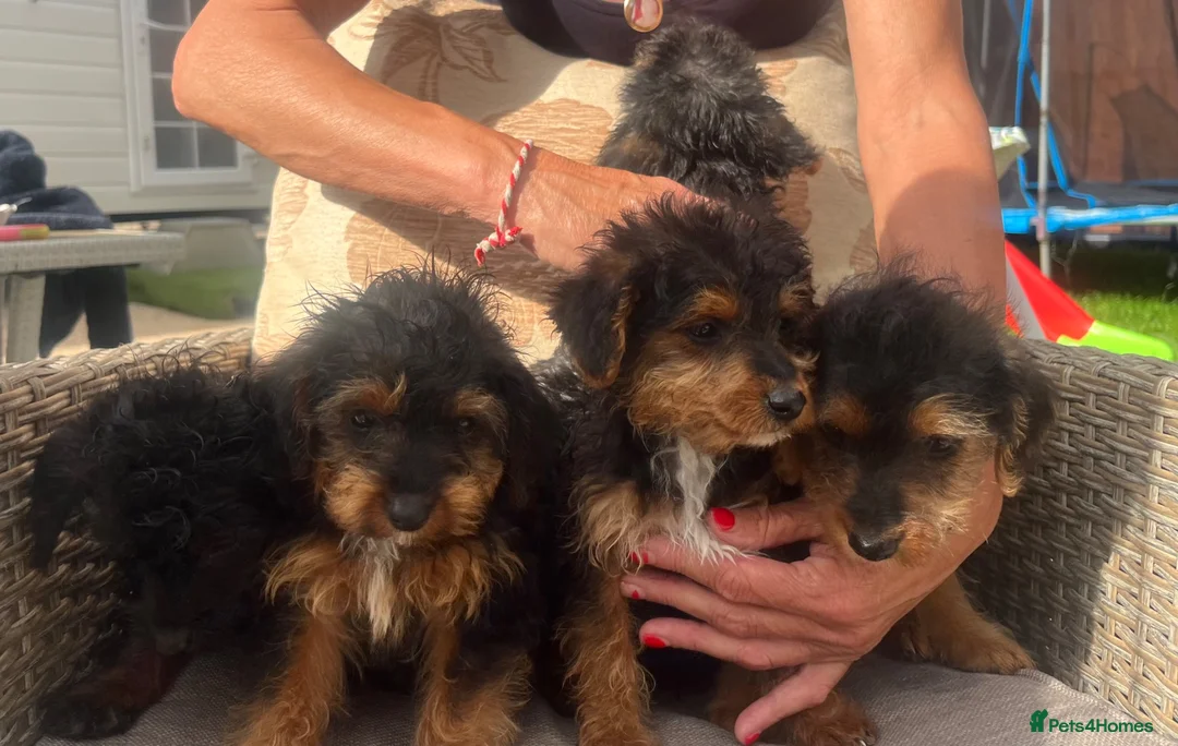 Jackapoo dogs for sale: Beautiful litter of Jackapoos! - Advert 1