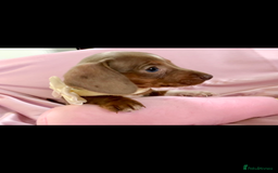 Miniature Dachshund dogs for sale: True miniature’s dapples & chocolate 🤎 - Image 4