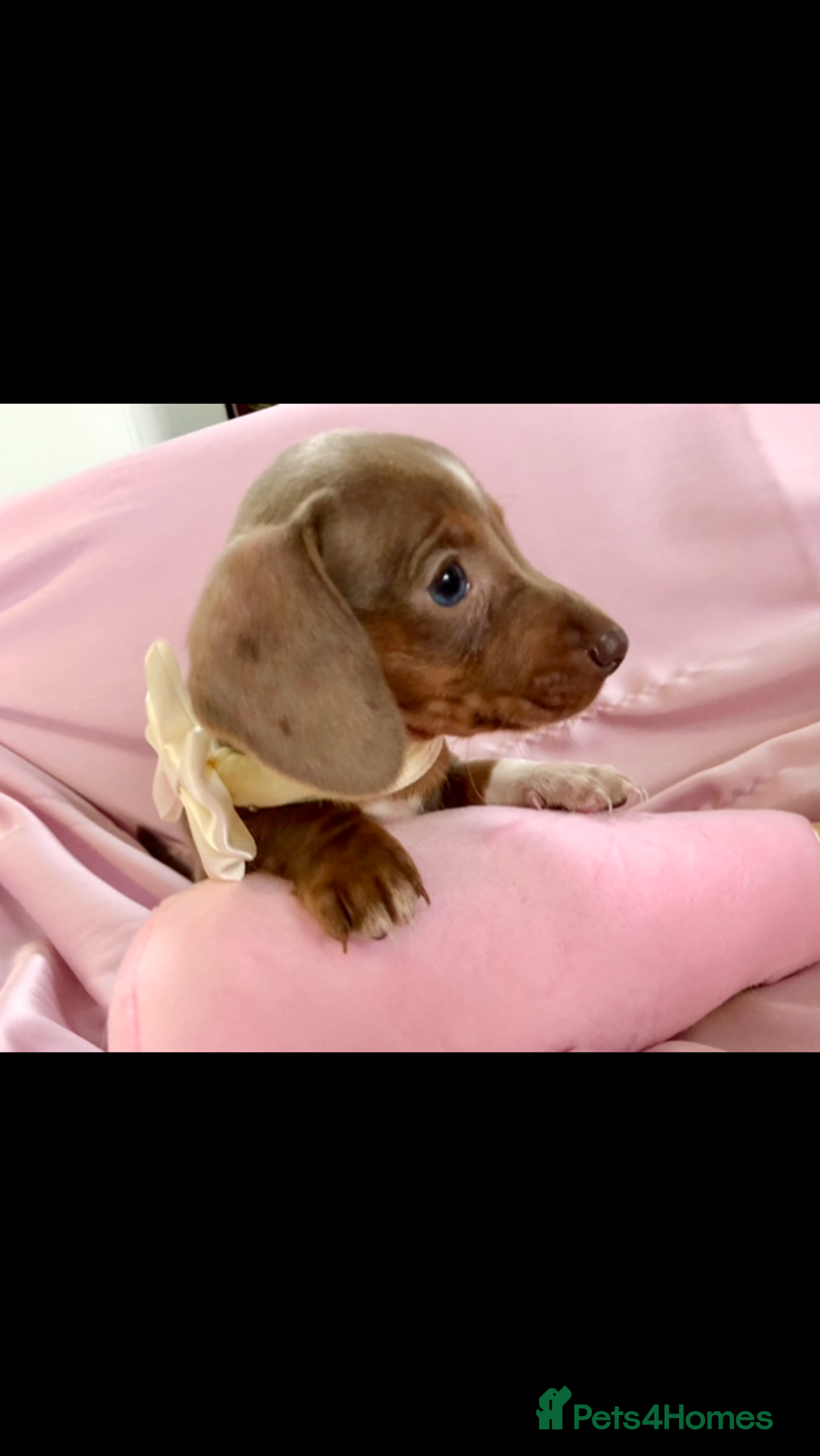Miniature Dachshund dogs for sale: True miniature’s dapples & chocolate 🤎 - Image 4