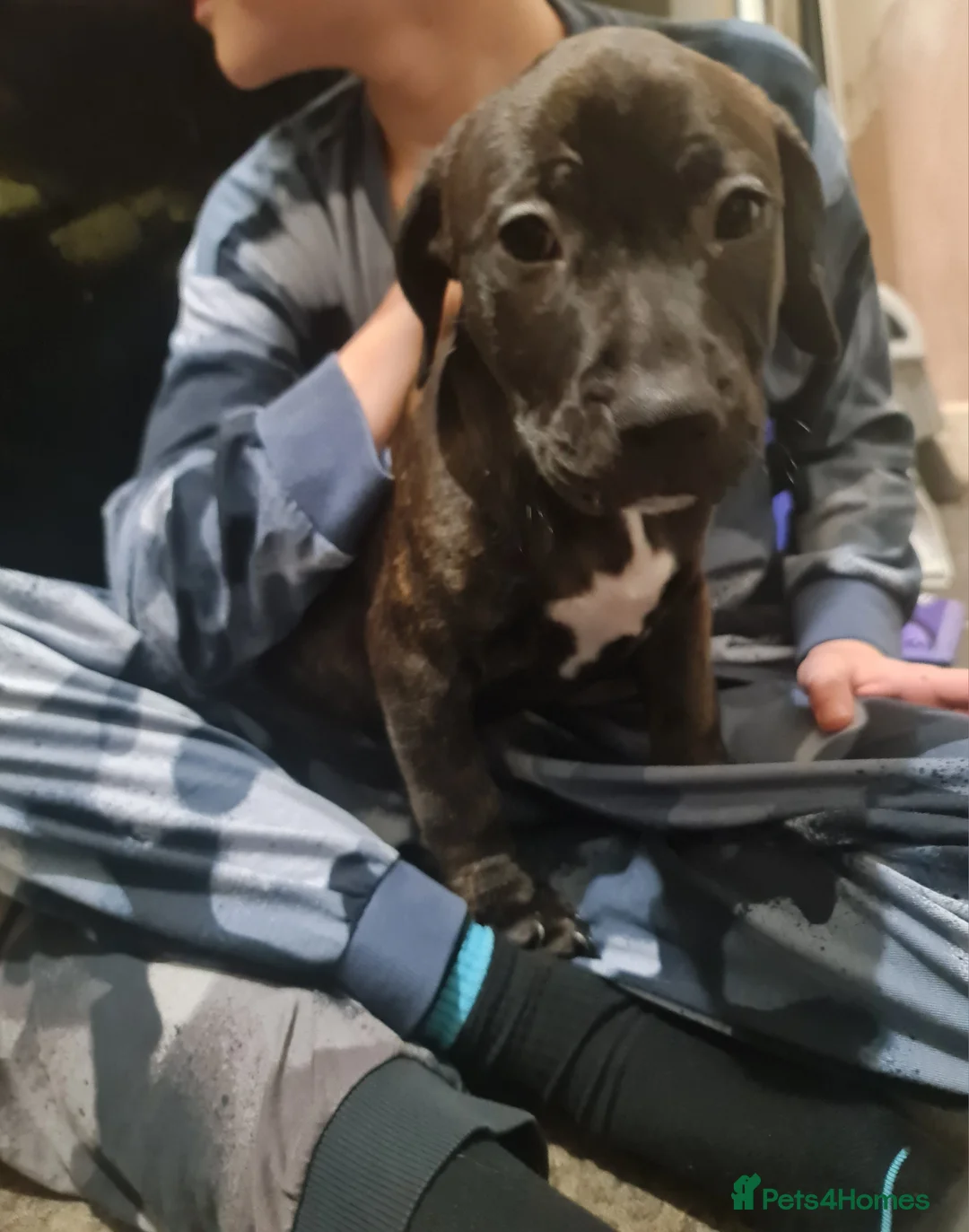 Staffordshire Bull Terrier dogs for sale: Classical staffy male pups - Advert 9