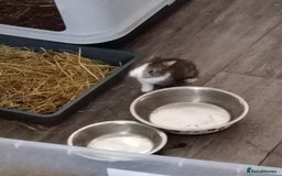 Mixed Breed rabbits for sale: 4 bunnies 2 white 1 BLK 1 brown and white - Image 2
