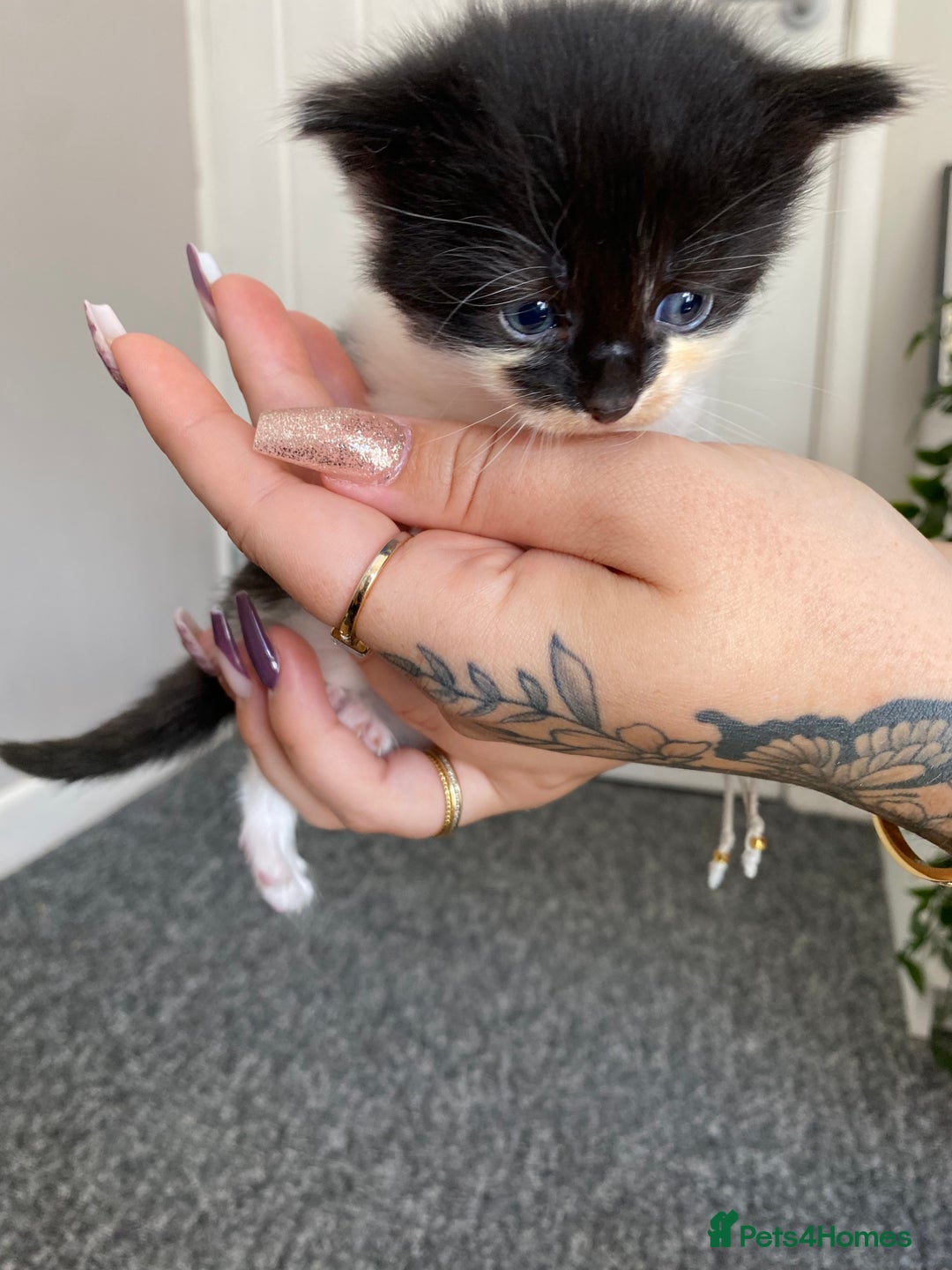 British Longhair cats for sale: 3 Gorgeous Longhaired Kittens - Image 6
