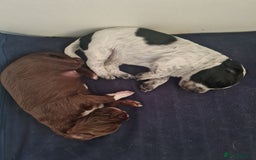 Cocker Spaniel dogs for sale: Exceptional Working Cocker Spaniel Pups – KC Reg - Image 12