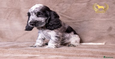Cocker Spaniel dogs - Advert 14