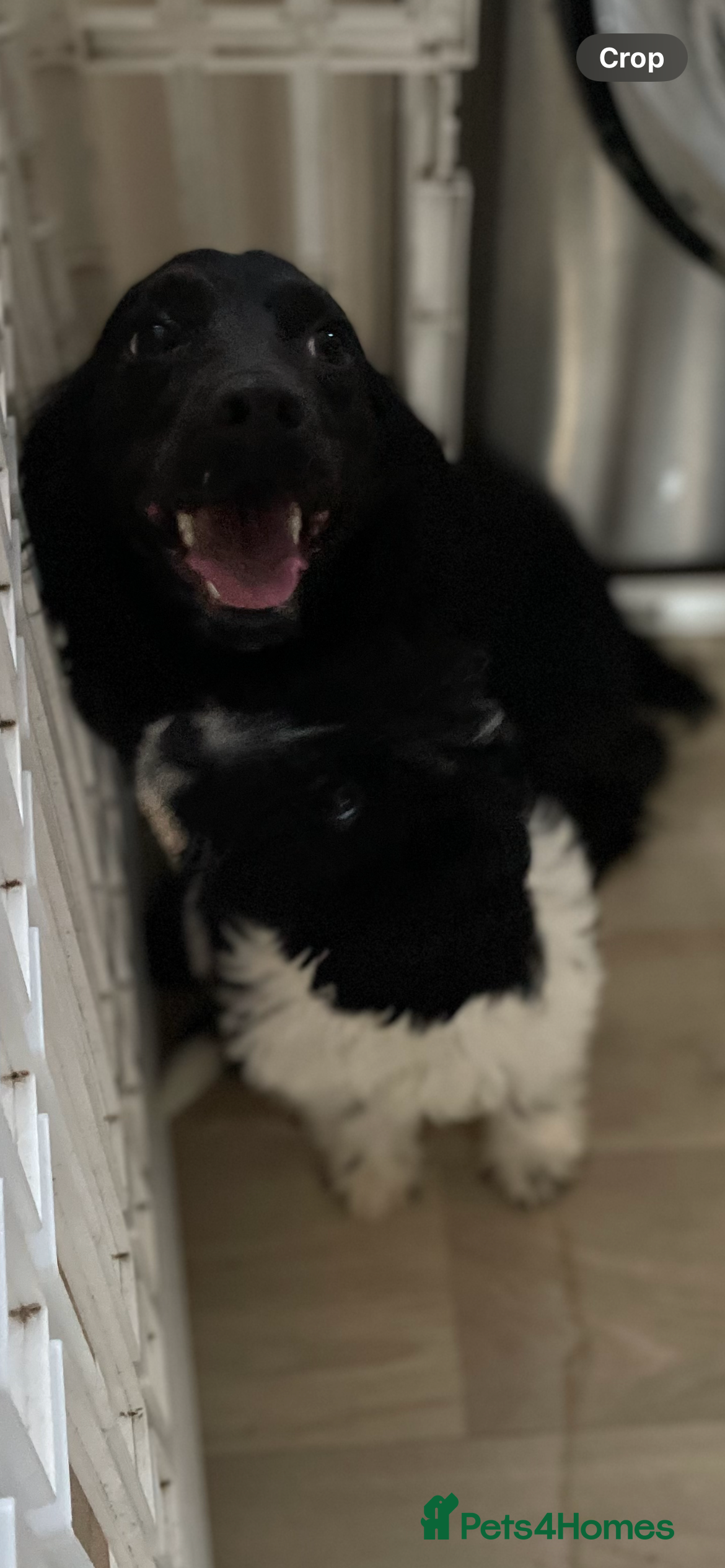 Cockapoo dogs Cockapoo girl  - Advert 2