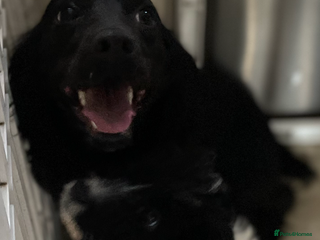 Cockapoo dogs Cockapoo girl - Advert 8