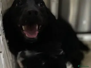 Cockapoo dogs Cockapoo girl - Advert 20