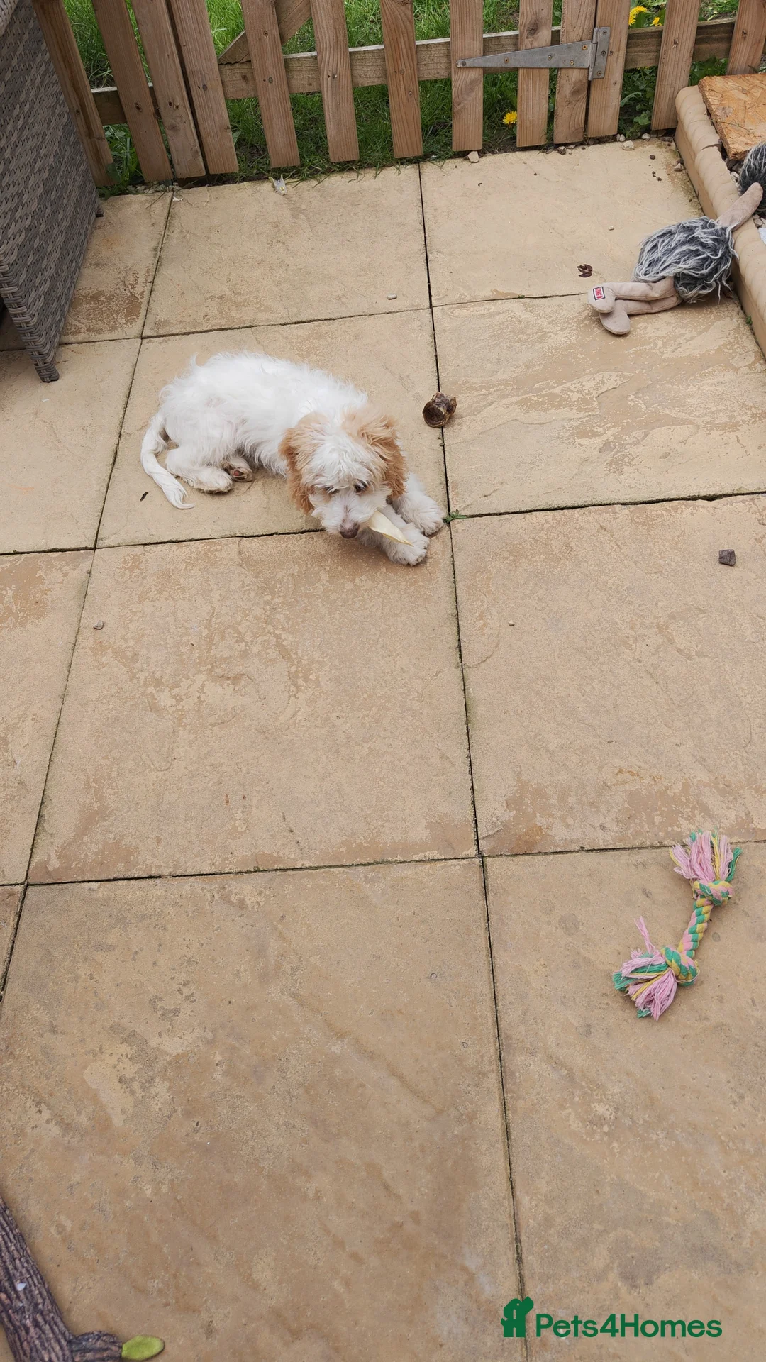 Cockapoo dogs for sale: Beautiful cockapoo in Chinnor - Advert 3