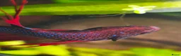 Bettas fish for sale: Sick Betta Looking For Someone to Care for Him  in Newcastle upon Tyne - Advert 3