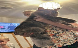 Maine Coon cats for sale: Mainecoon x British shorthair  - Image 2