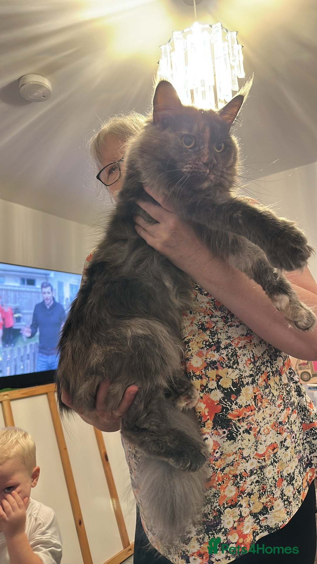 Maine Coon cats for sale: Mainecoon x British shorthair  - Image 2