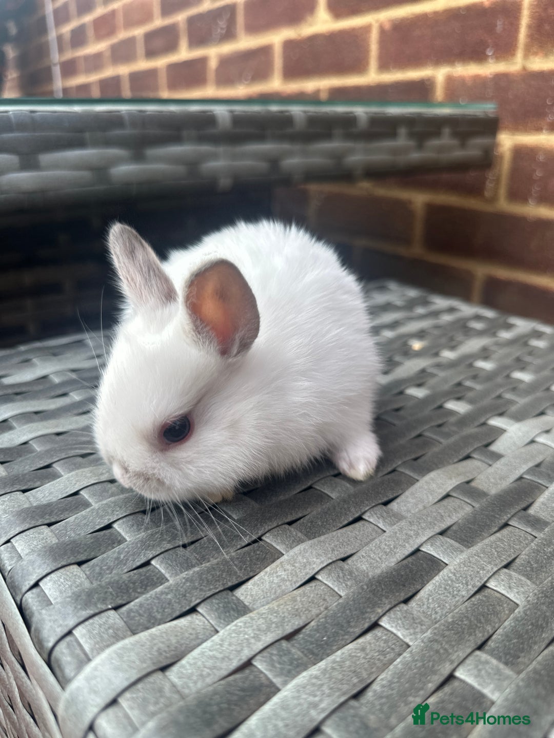 Netherland Dwarf rabbits for sale: 4 gorgeous netherland dwarfs babies - Image 8