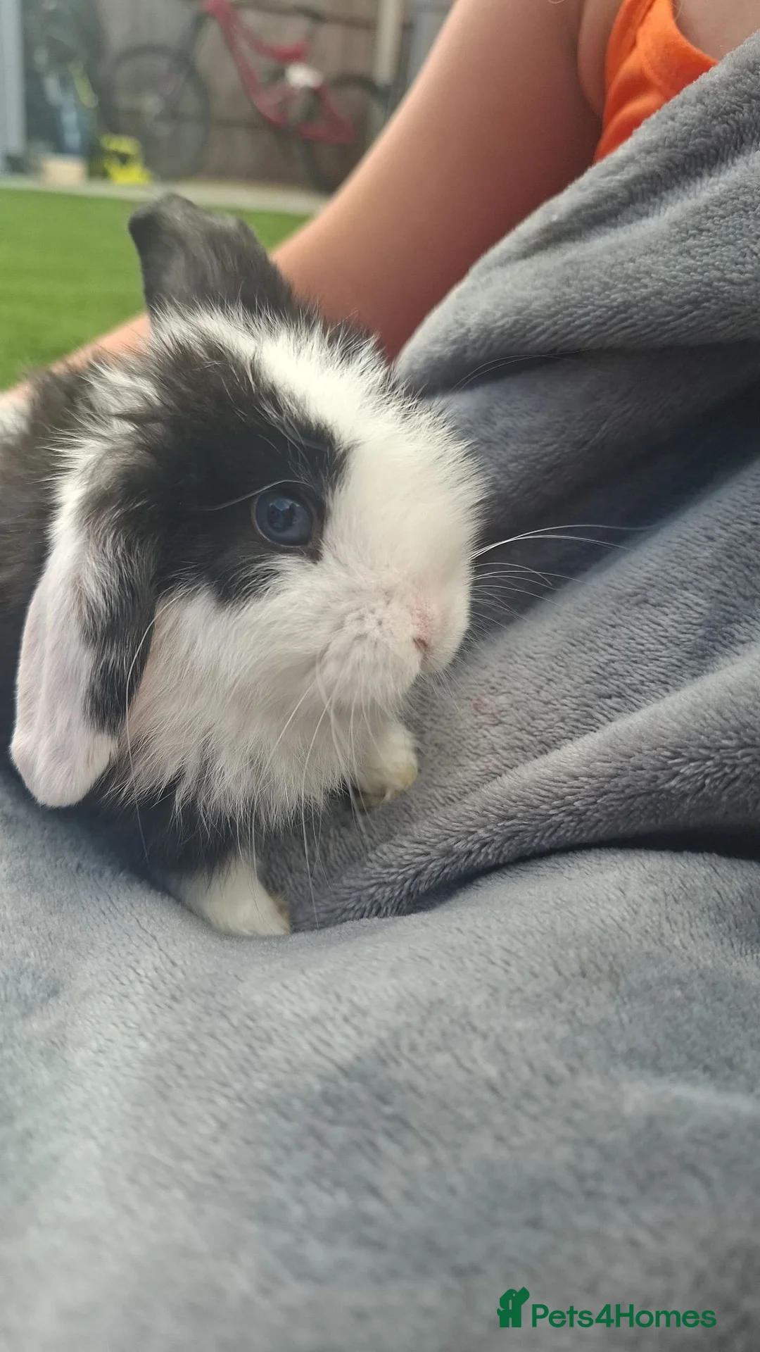 Mini Lop rabbits for sale: Mini lop bunnies  - Advert 8