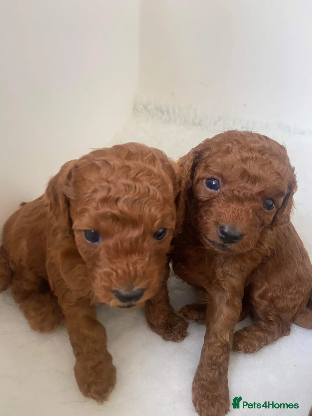 Toy Poodle dogs for stud: 🌹 RED TOY POODLE 9 INCH 2.8 KG HEALTH TESTED 🌹 in Romford - Advert 31