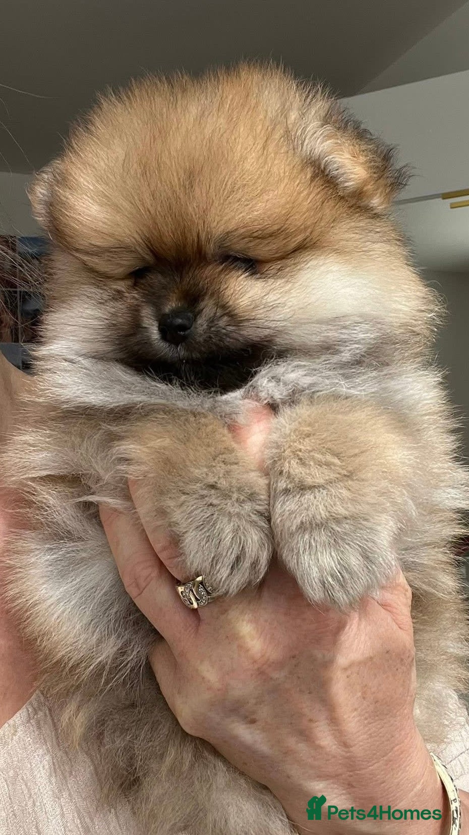 Pomeranian dogs ADORABLE PURE POMERANIAN KC - Advert 1