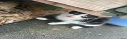 Mixed Breed cats for sale: 4 Male Kittens  in Pontypool - Advert 9
