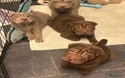Shar Pei dogs for sale: Beautiful Shar Pei puppies  - Image 5
