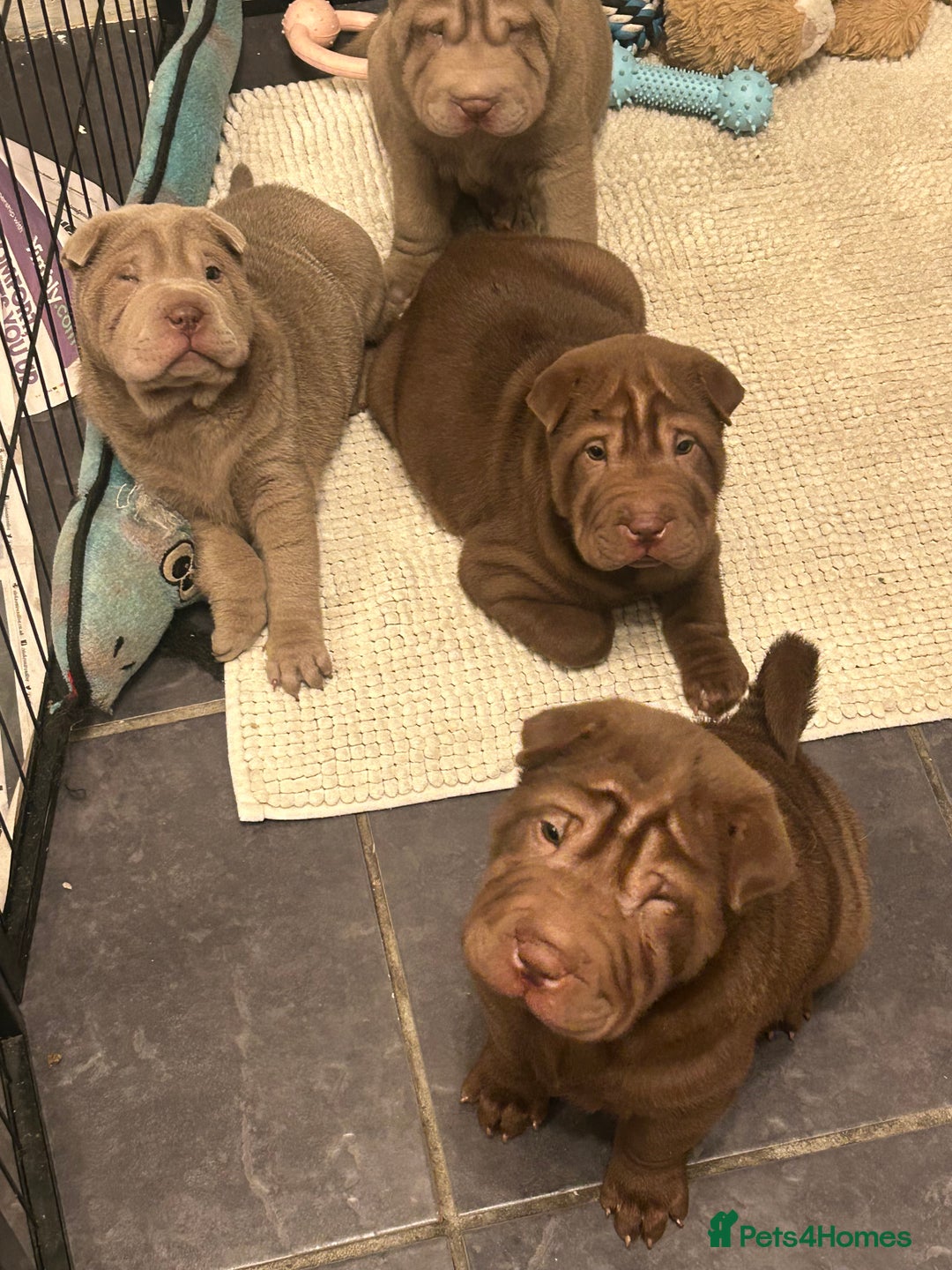 Shar Pei dogs for sale: Beautiful Shar Pei puppies  - Image 5
