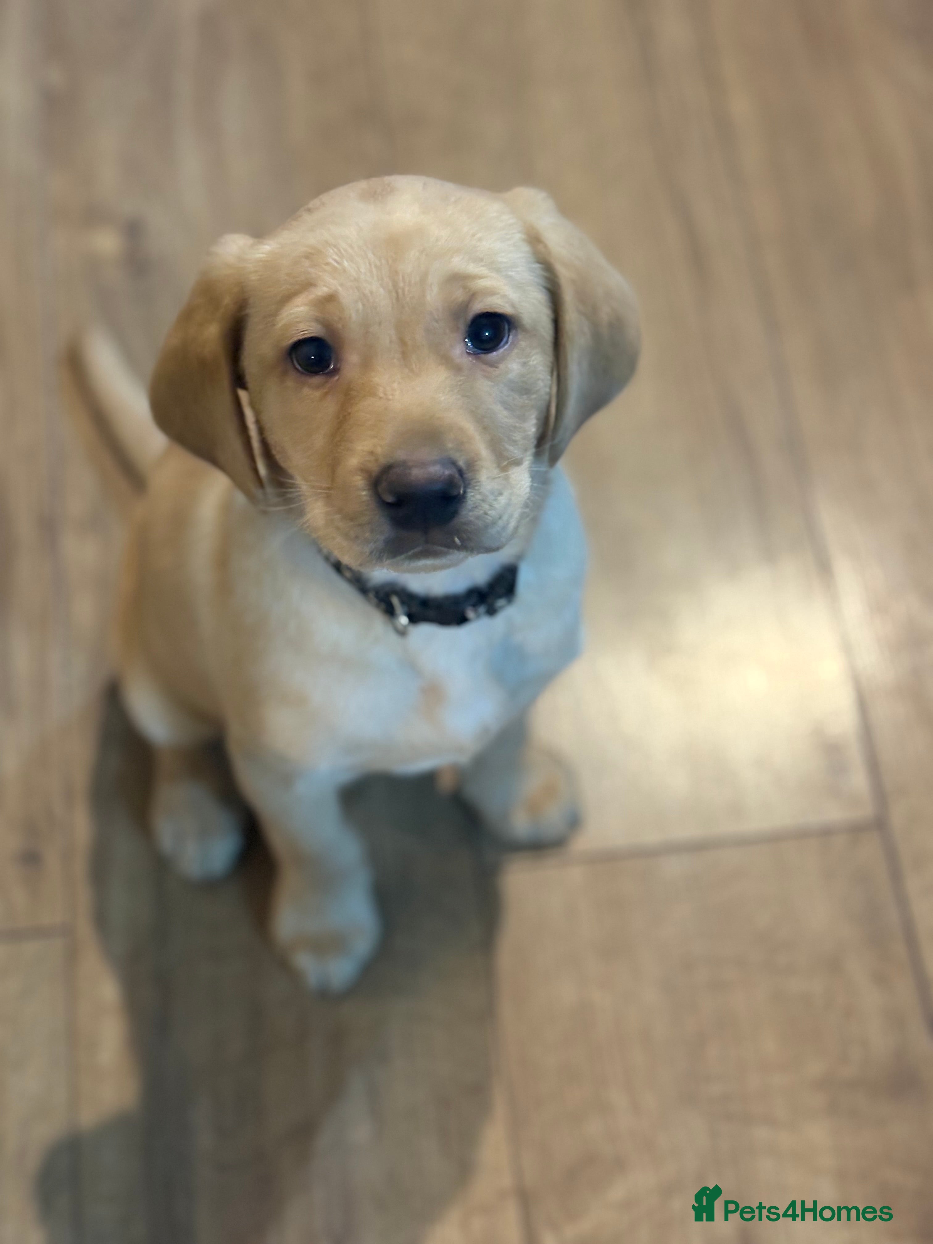 Labrador Retriever dogs 🐶KC Registered Labradors 🐶 - Advert 4