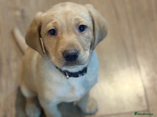 Labrador Retriever dogs 🐶KC Registered Labradors 🐶 - Advert 4