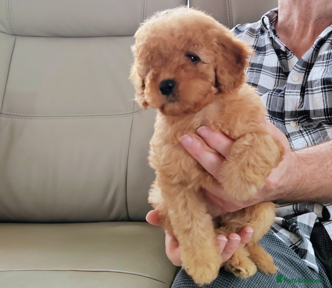 Cavapoo dogs for sale: TOY CAVAPOO DNA TESTED PARENTS AND GRANDPARENTS  - Image 16