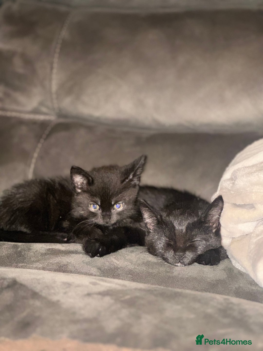 Domestic Shorthair cats for sale: X2 black kittens - Image 2