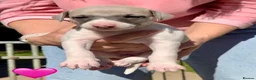 Whippet dogs for sale: Exceptional KC BITCH Whippet puppy  - Advert 10