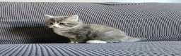 Mixed Breed cats for sale: Kittens available  in Bradford - Advert 13
